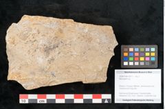 Foto (Objekt + Etikett) von Neuropteris sp.  (NHMW-GEO-2024-0188-10677)